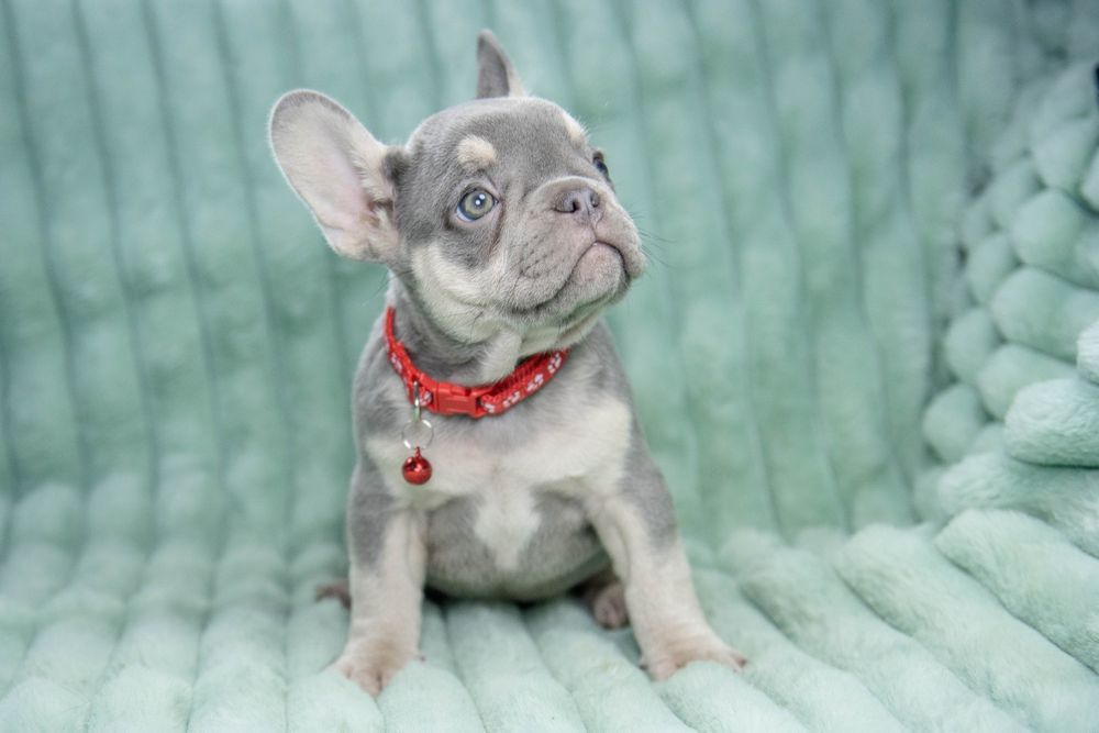 bulldog francez lilac tan