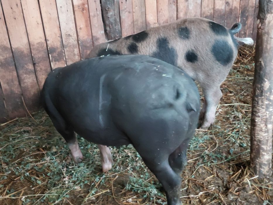 De vinzare porumb boabe