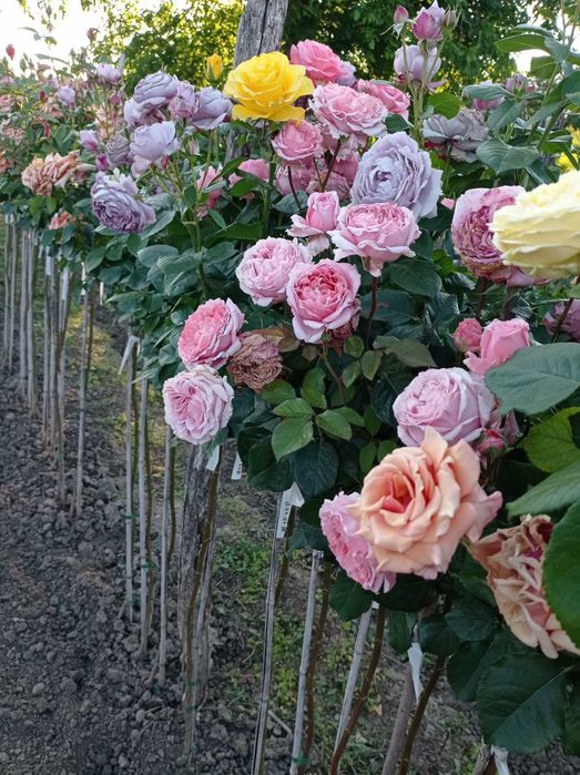 Щамбови рози, цветово разнообразие.