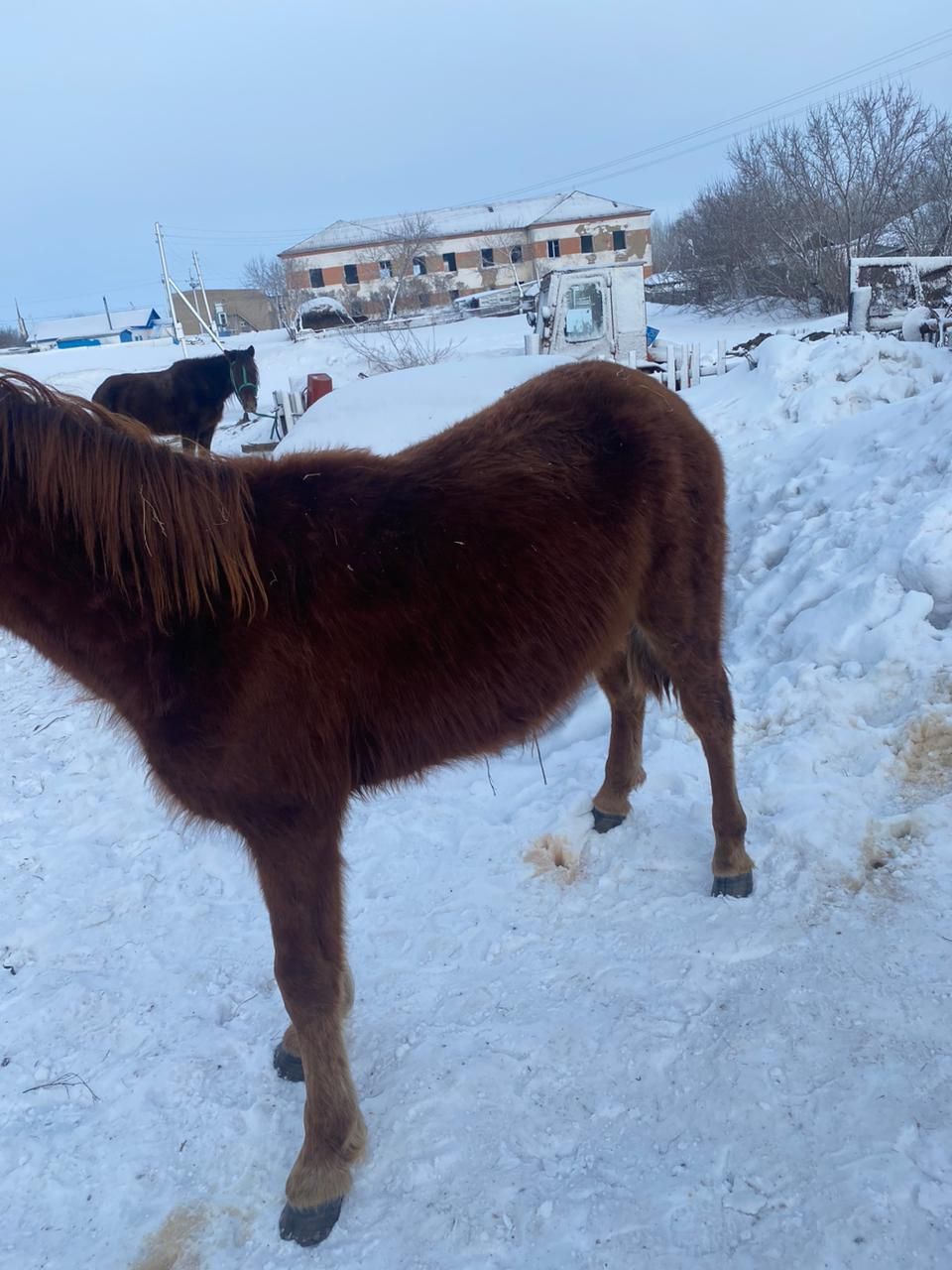 Жеребенок годовалый