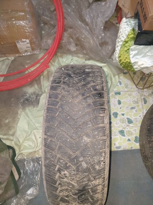 Болоны  зимний         .