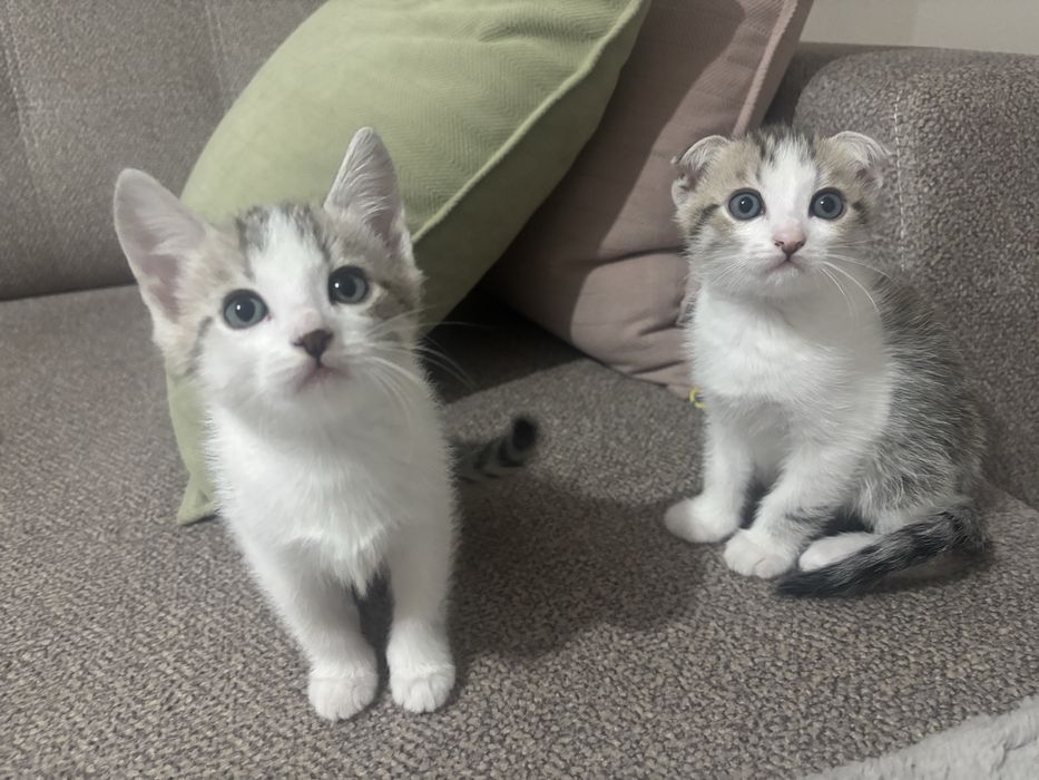 Отдам в добрые руки прекрасных озорных котят