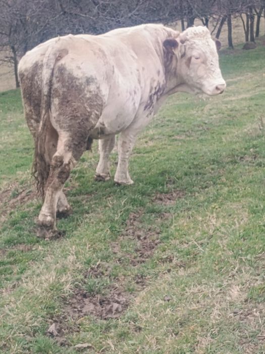 Taur belgian pe roșu