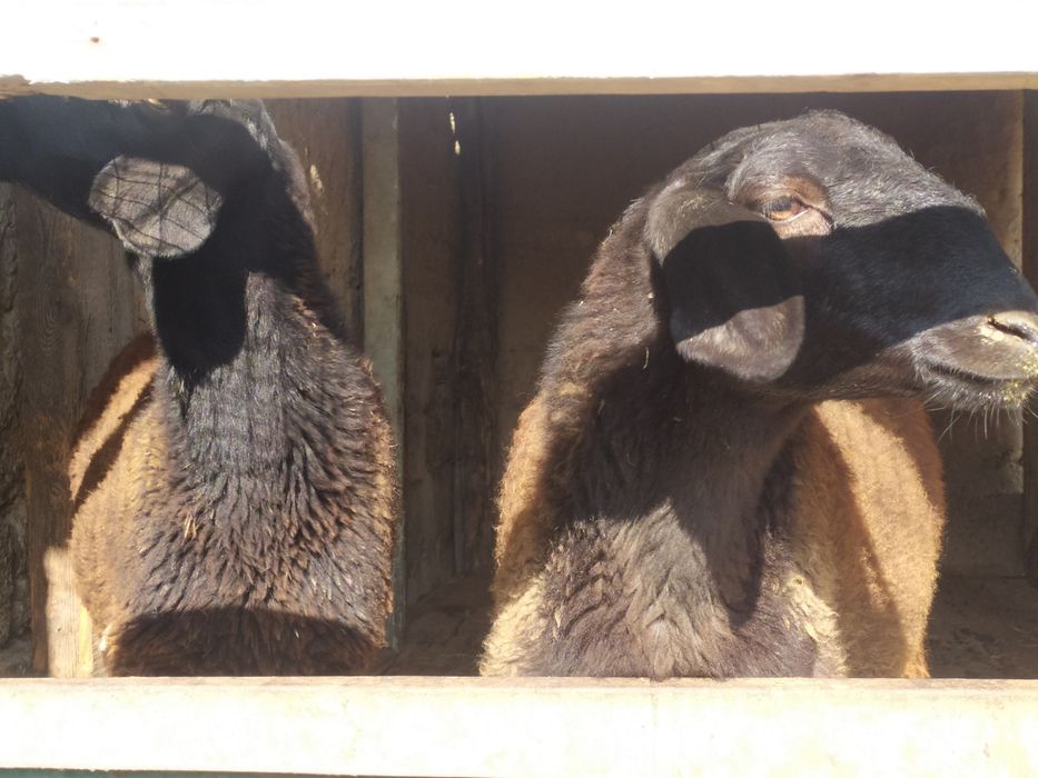 Қуй совликлар икки дона