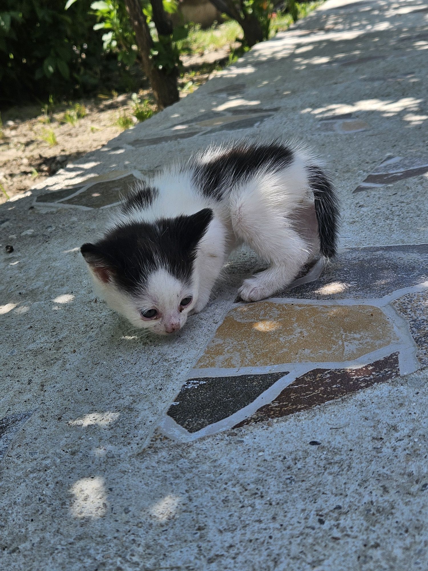 Dau spre adopție două pisici jucăușe