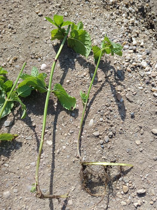 Plante de mentă pentru plantat sau ghivece