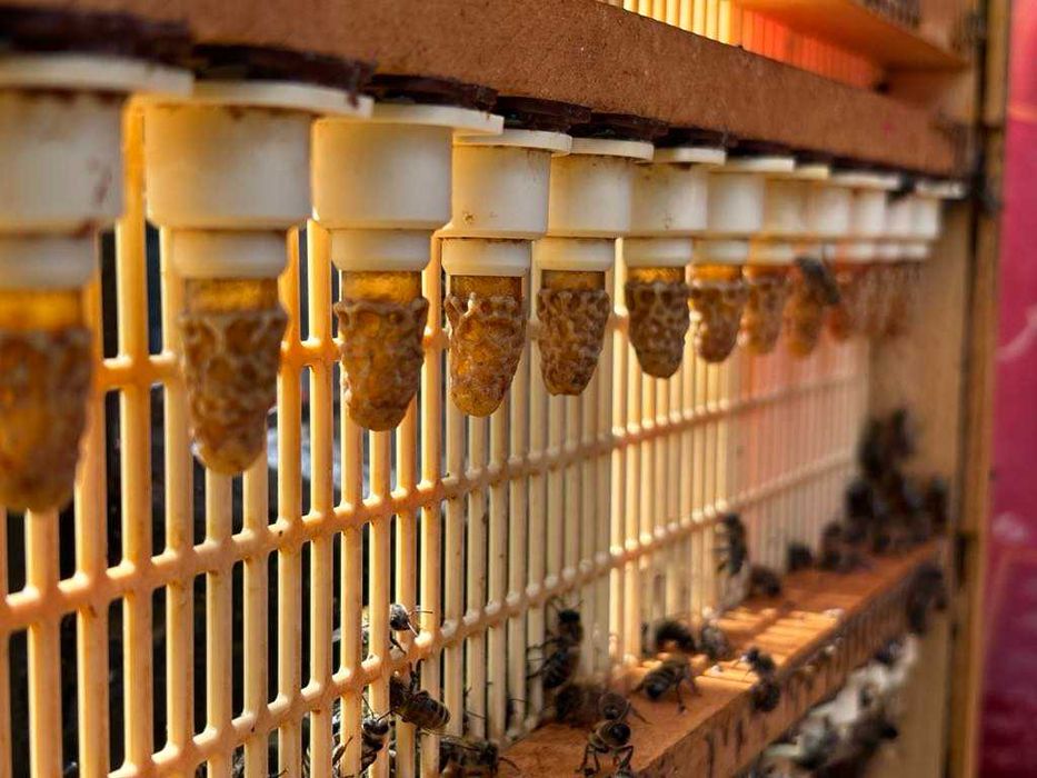 Matci carnica si buckfast imperecheate.