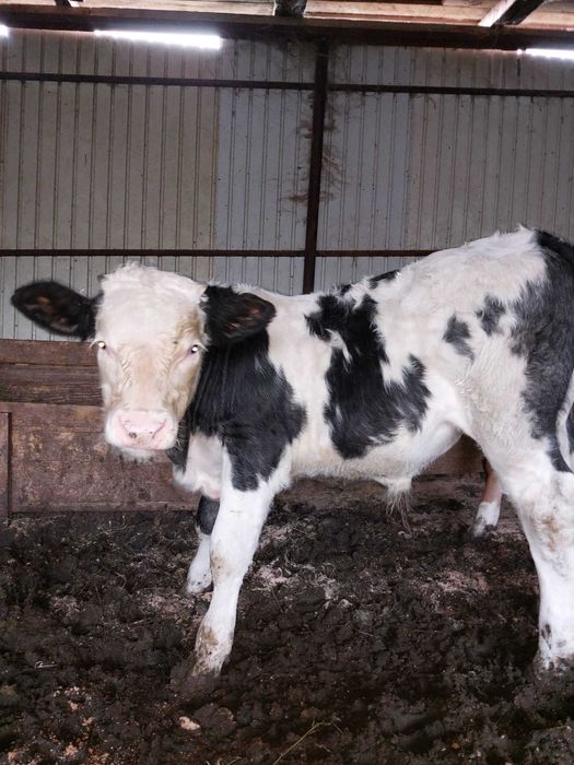 Vând vițel de carne