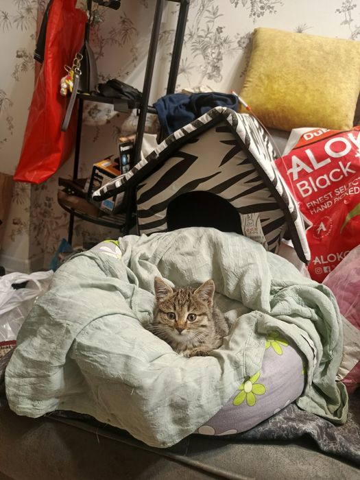 Пристраивается в любящие ручки