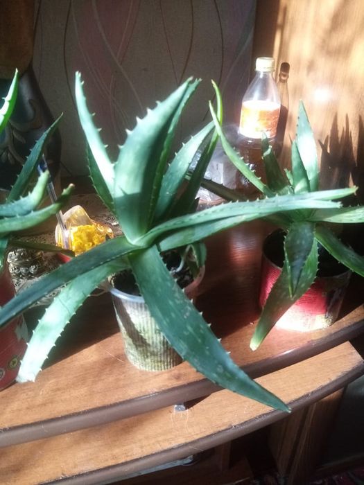 Лекарственные и комнатные растения