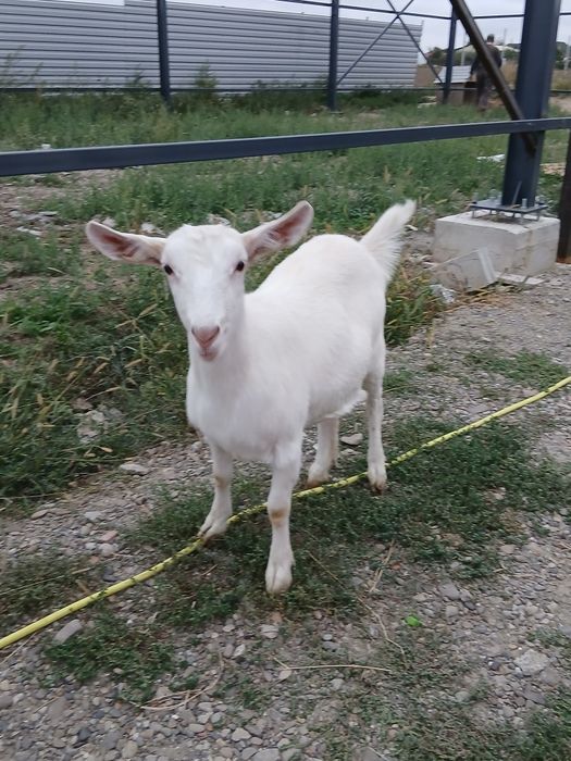 Vând capră sannen iada și tap