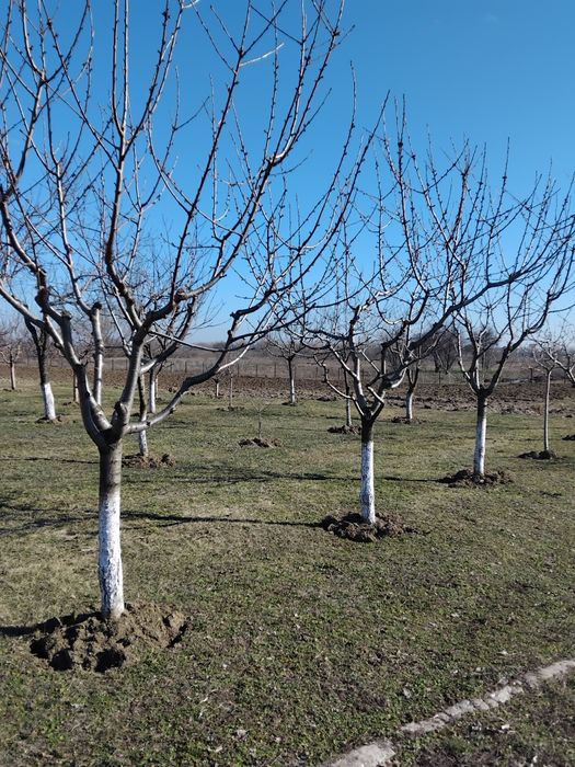 Tualetam pomi fructiferi și vita de vie