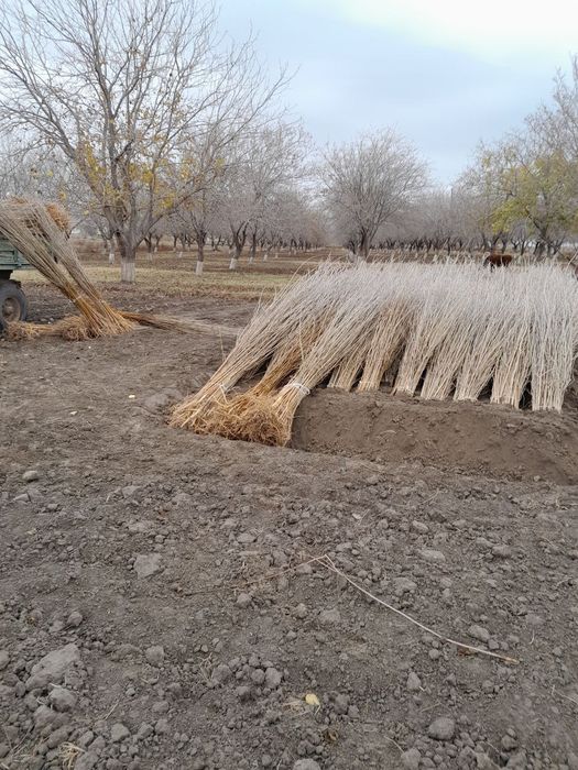 Tut, gilos,o'rik,shaftoli nihollari sotiladi