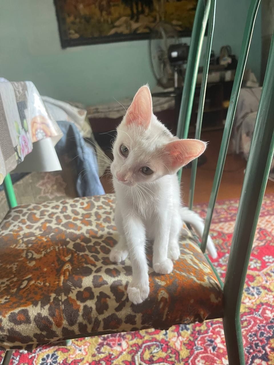 Отдам даром котят