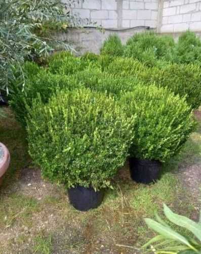 Plante Decorative calitate Extra!