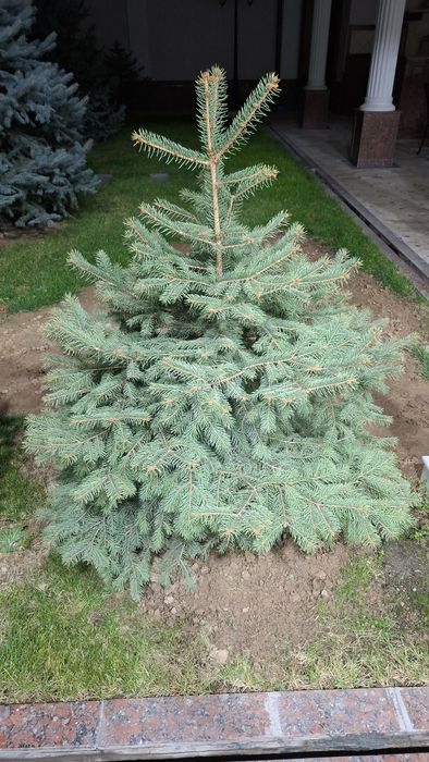 Продам голубые ели