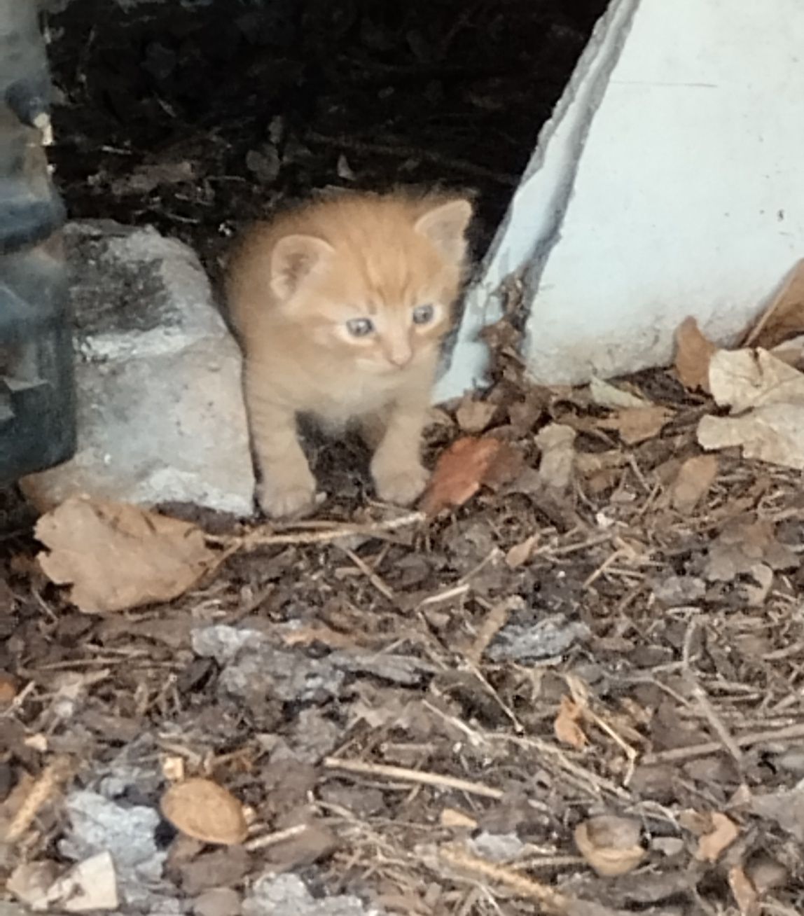 Подарявам котенца