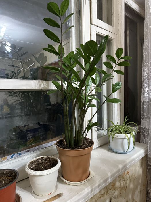 Продам домашний цветок