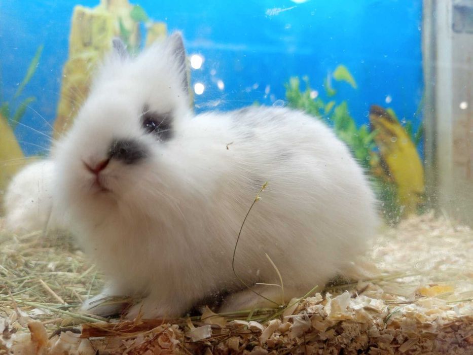 Декоративни зайчета бели на петна