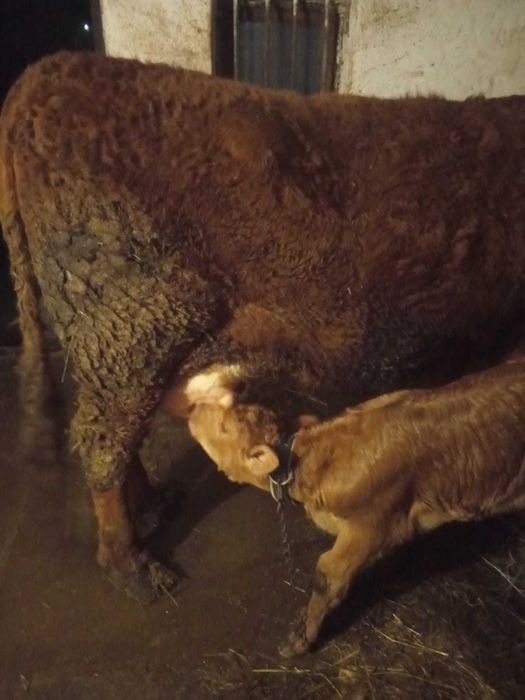 Vând vacă cu vițea