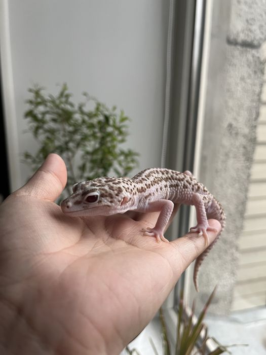 Продается эублефар