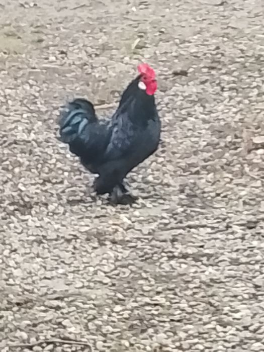 Vând cocoș american vârstă opt luni