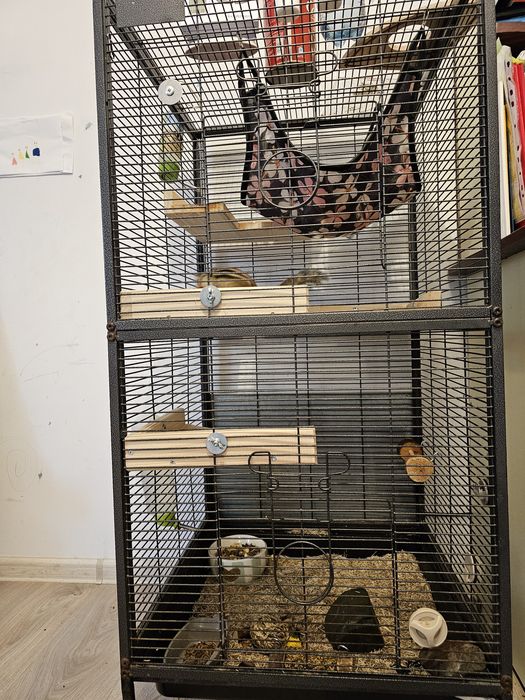 Veverita siberiana mascul