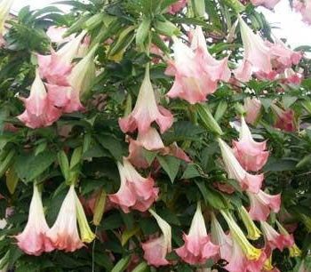 Домашние  цветы.