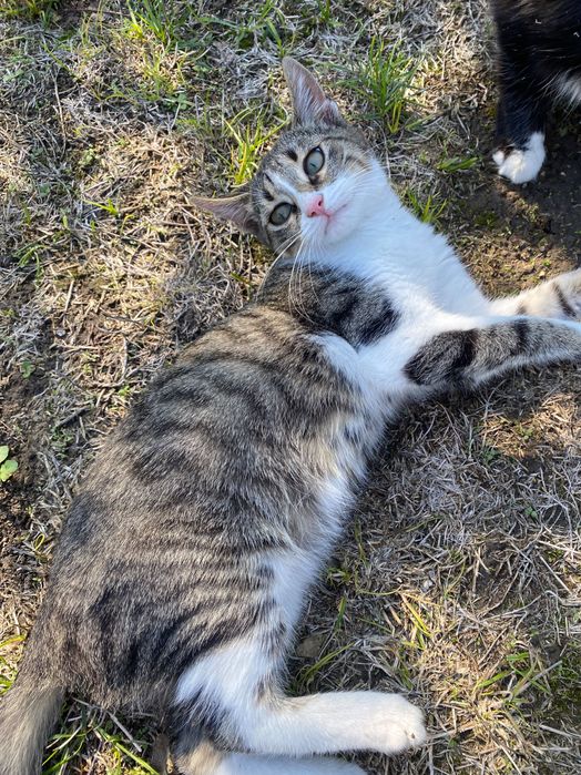 Подарявам малки котенца