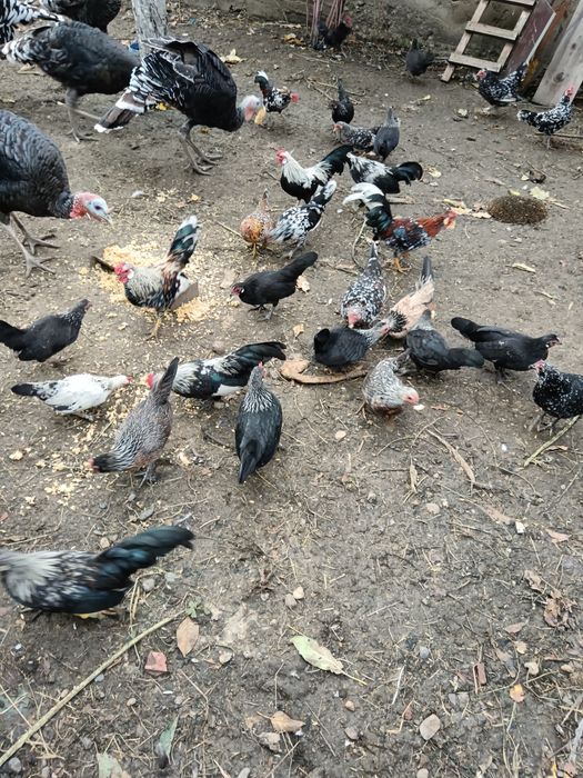 Vând găini pitice și curci