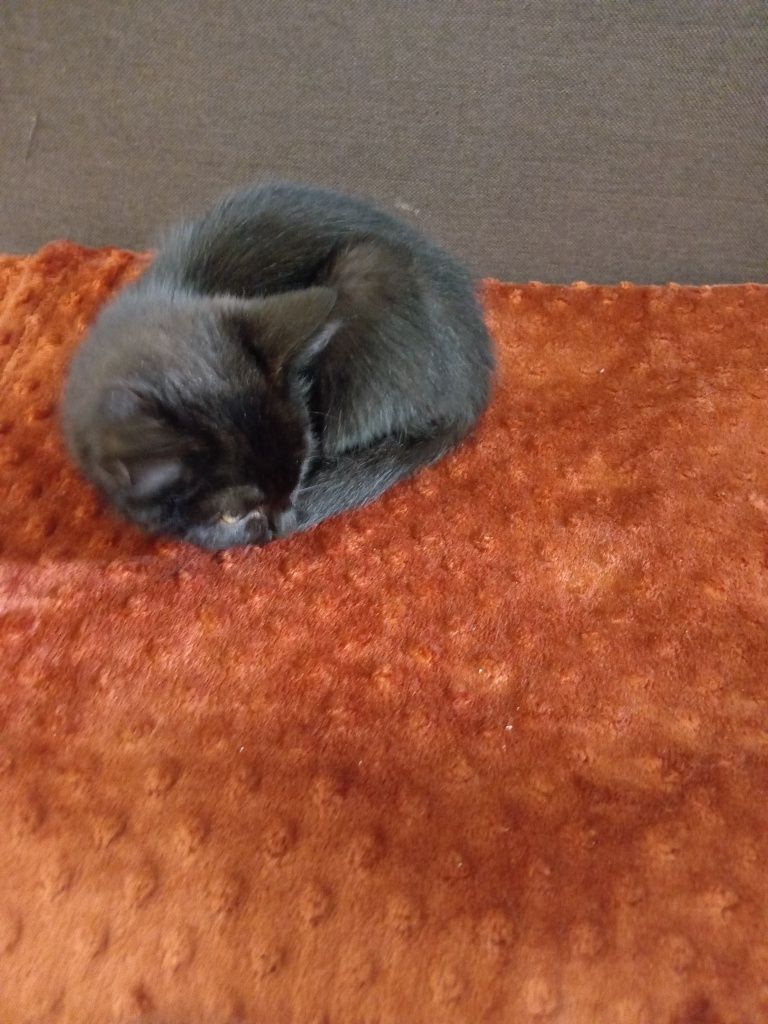 Отдадим котёнка, девочка, бесплатно