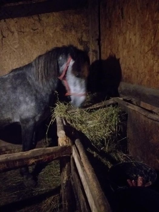 Vand cal garantat de ham