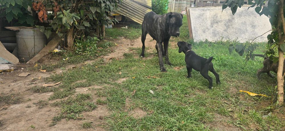 Cane corso  jucaus si plin de viata