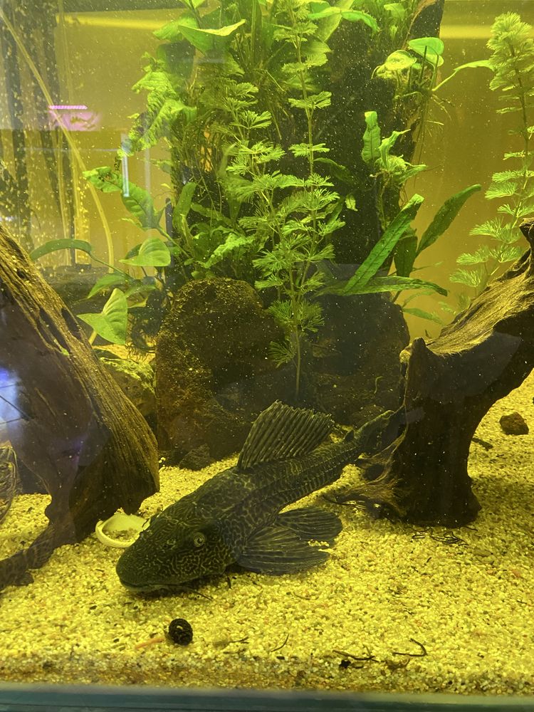 Pleco sanitar plecostomus 35 cm
