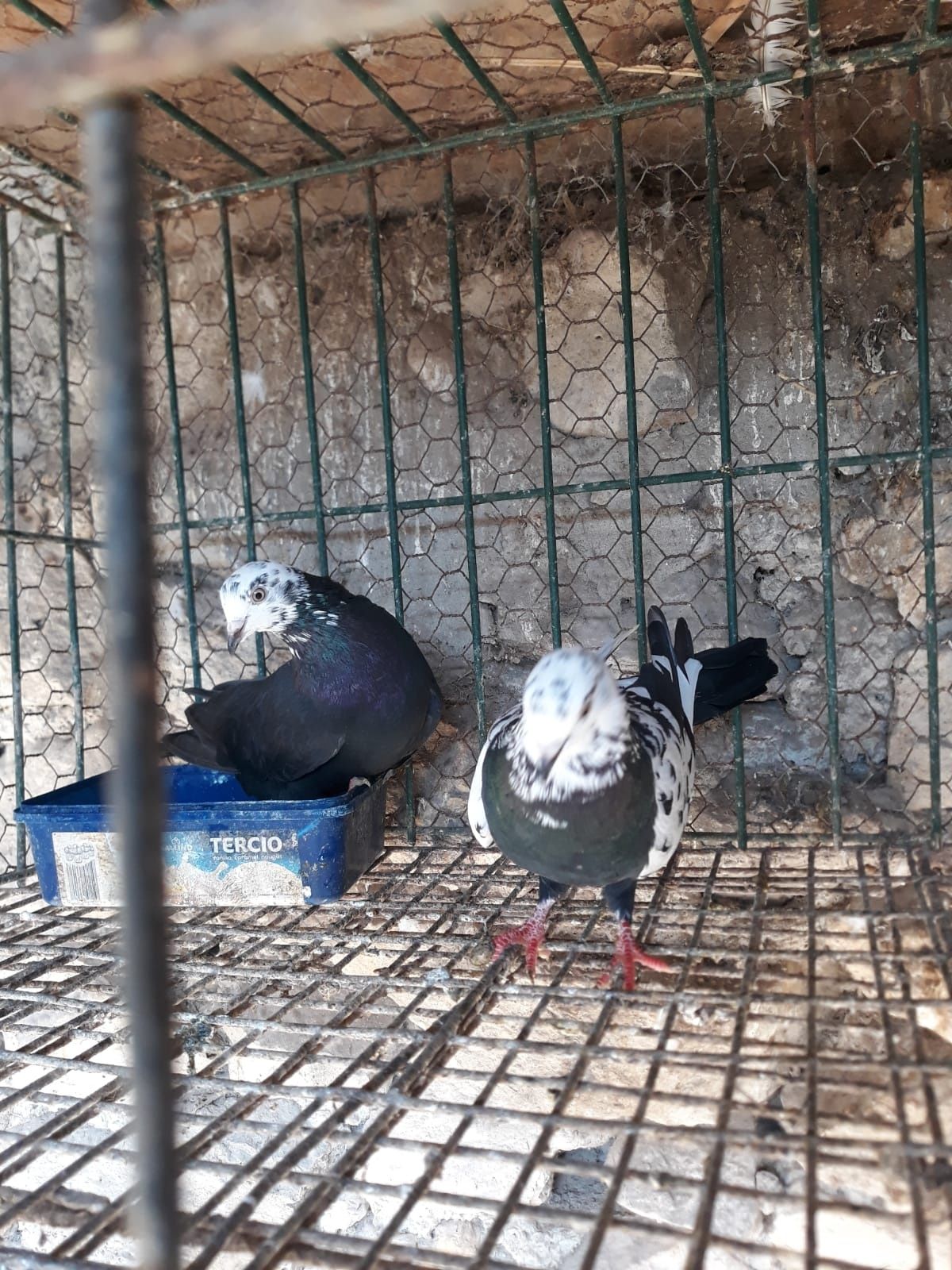Porumbei jucători Baku