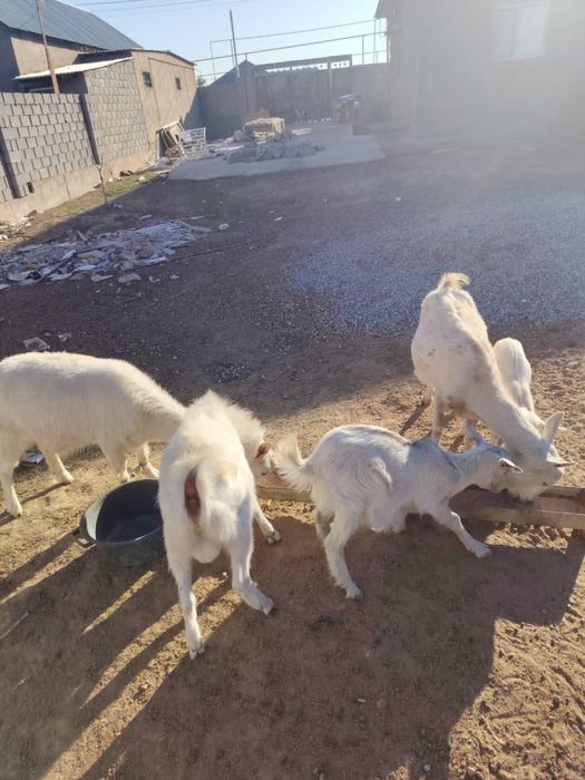 Заанен ешкілер сатылады