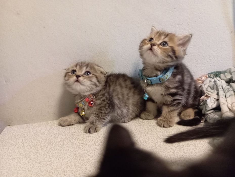 scottish fold va britan bollari tozasi