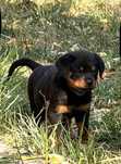 Rottweiller Femela