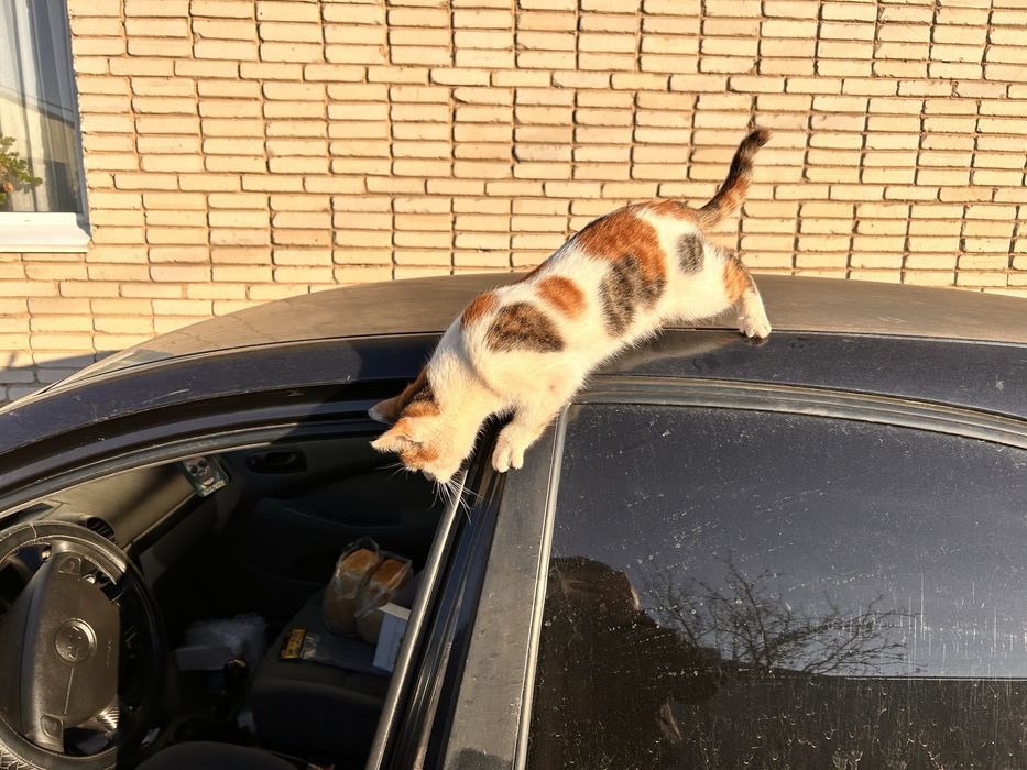 Котята отдам в хорошие руки