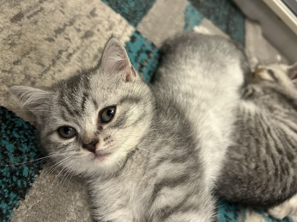 British shorthair taby