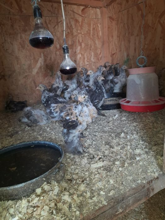 Vind pui brama portelan