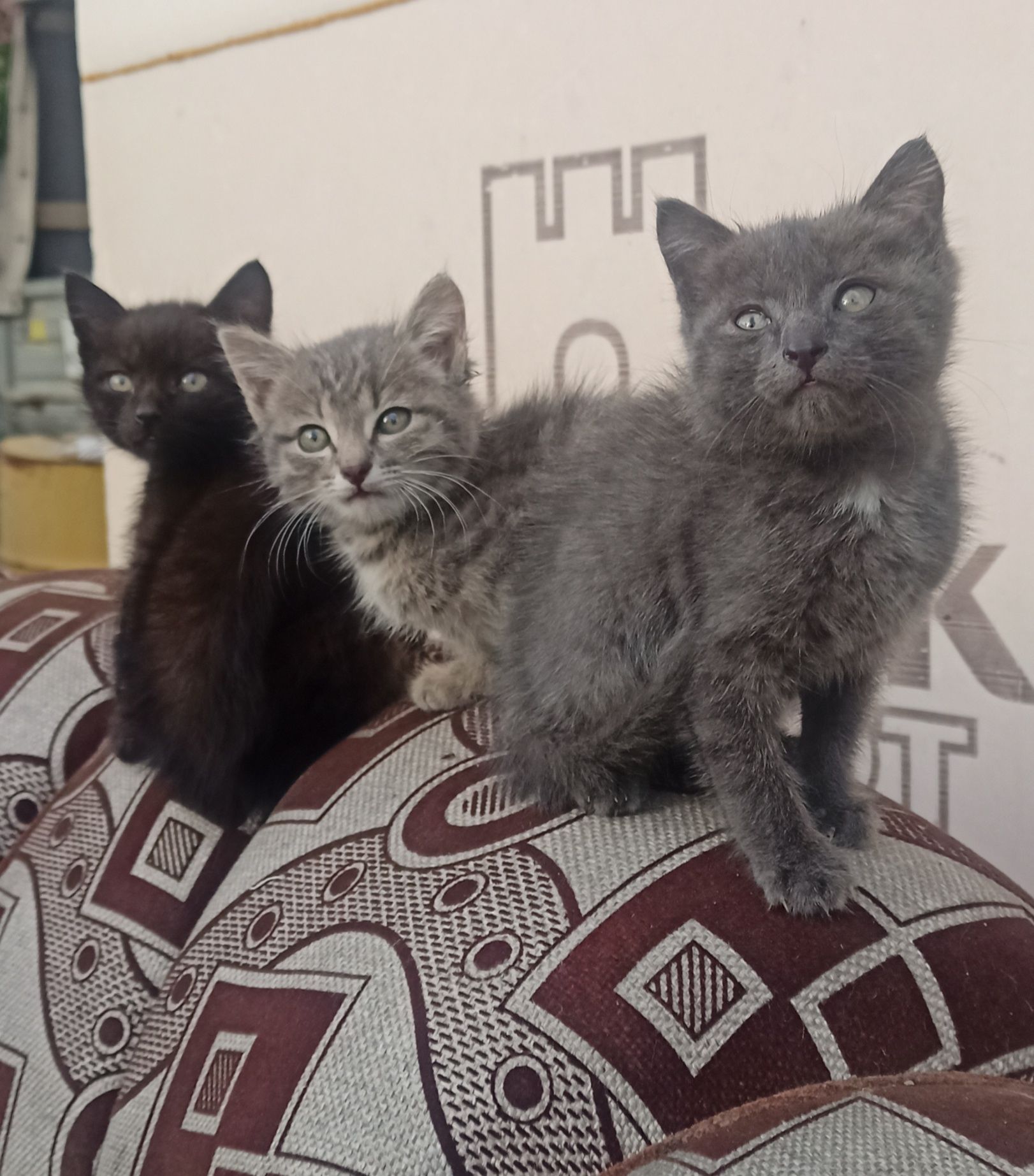 Отдам котят 2.5  месяца,кушают всё,два мальчика, одна девочка
