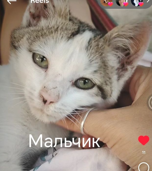 Котята мальчик и девочка