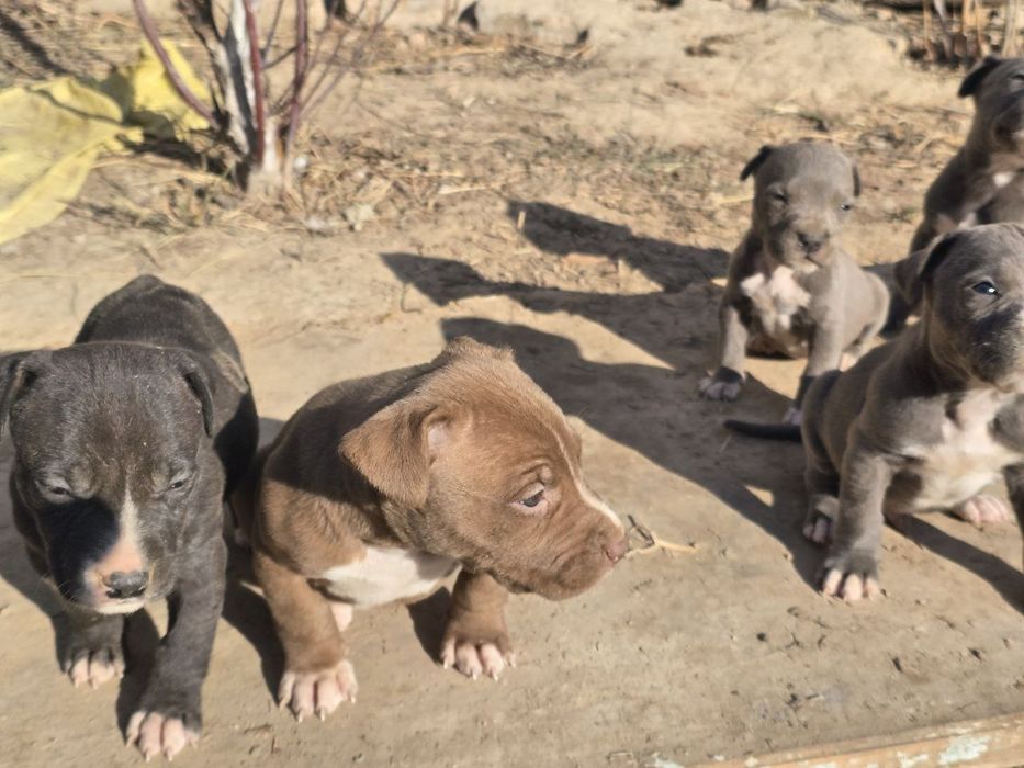 Продаются щенки питбуля