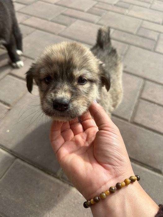 Donez cățeluș unui stăpân iubitor