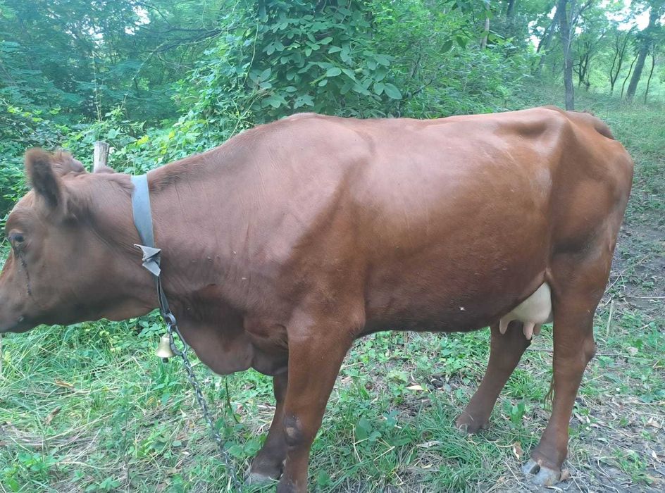Vaca de vanzare...