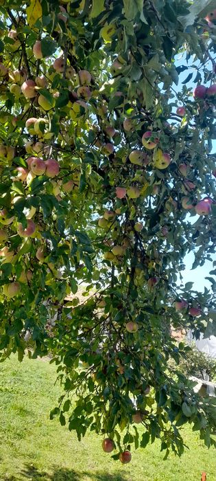 Fructe:merenestropite
