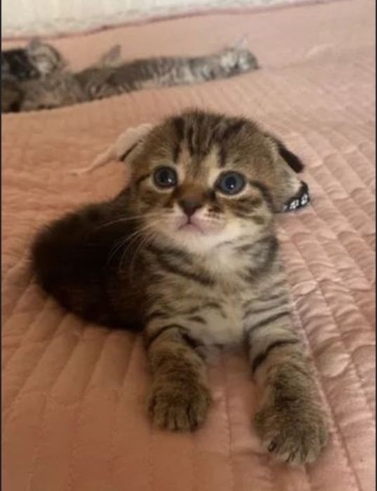 Шотладеские котята, весоухие по 30, прямоухие мальчики по 35