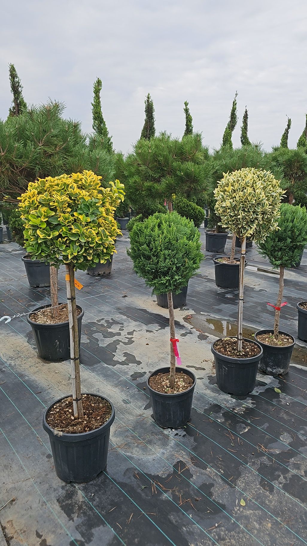 Pin pe tija - Photinia red robin normală și pe spalier