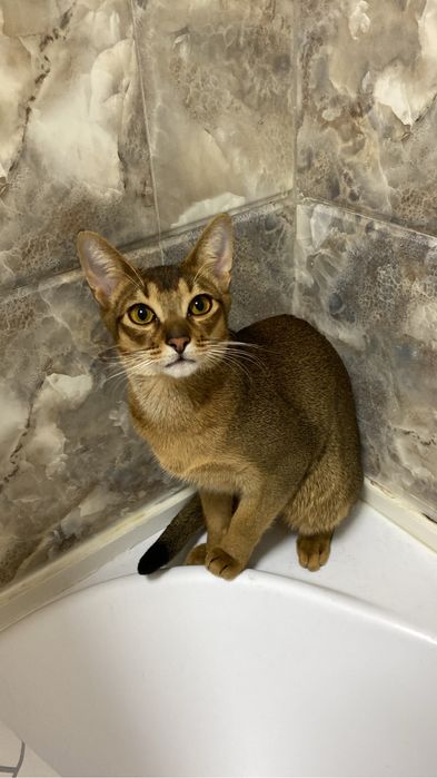 Абиссинец, 8 месяцев